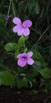 Image of Barleria prattensis Santapau