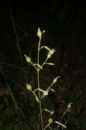Image of Silene viridiflora L.