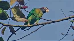 Image of Brown-hooded Parrot