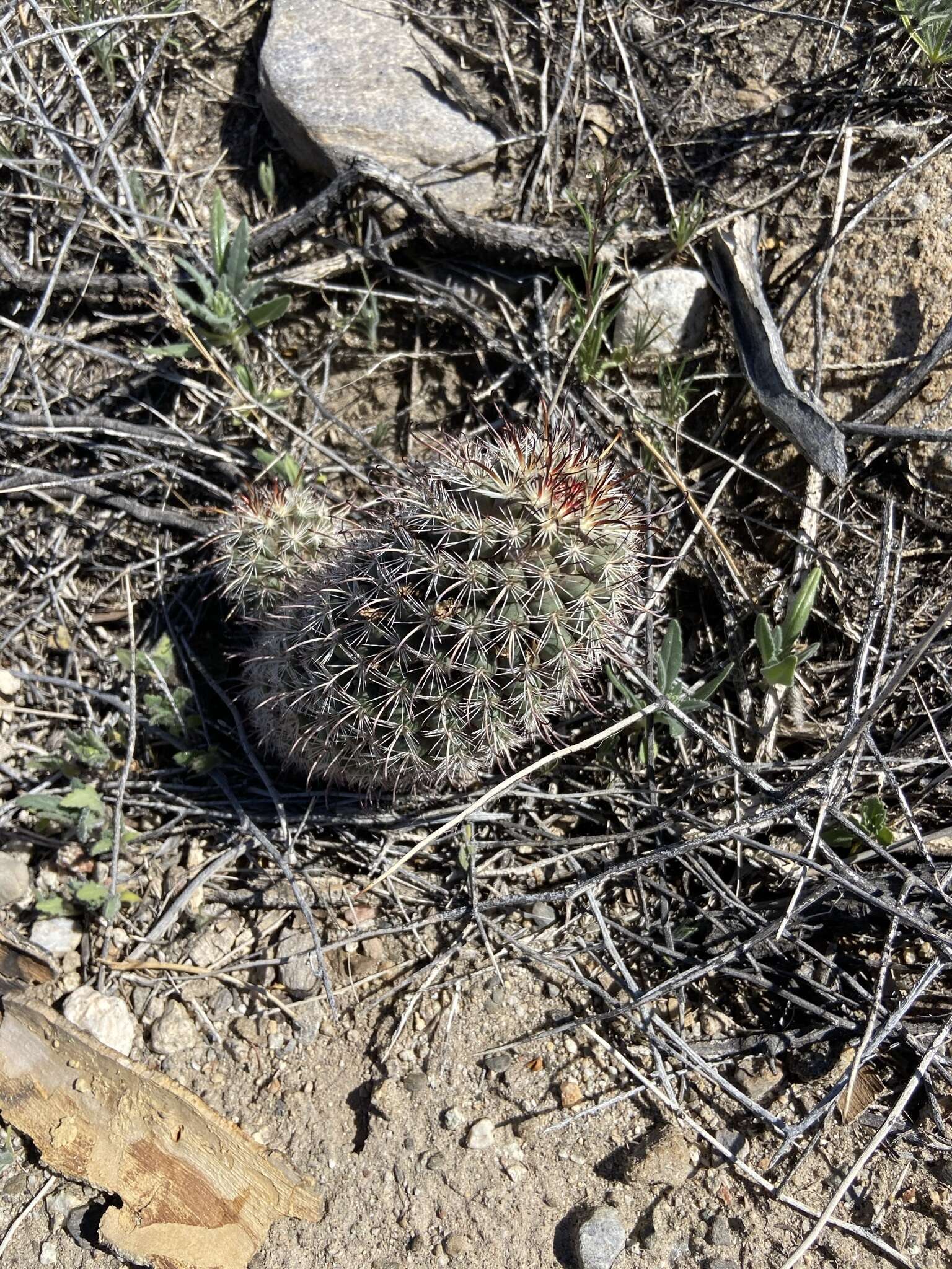 Image of Mammillaria hutchisoniana subsp. hutchisoniana