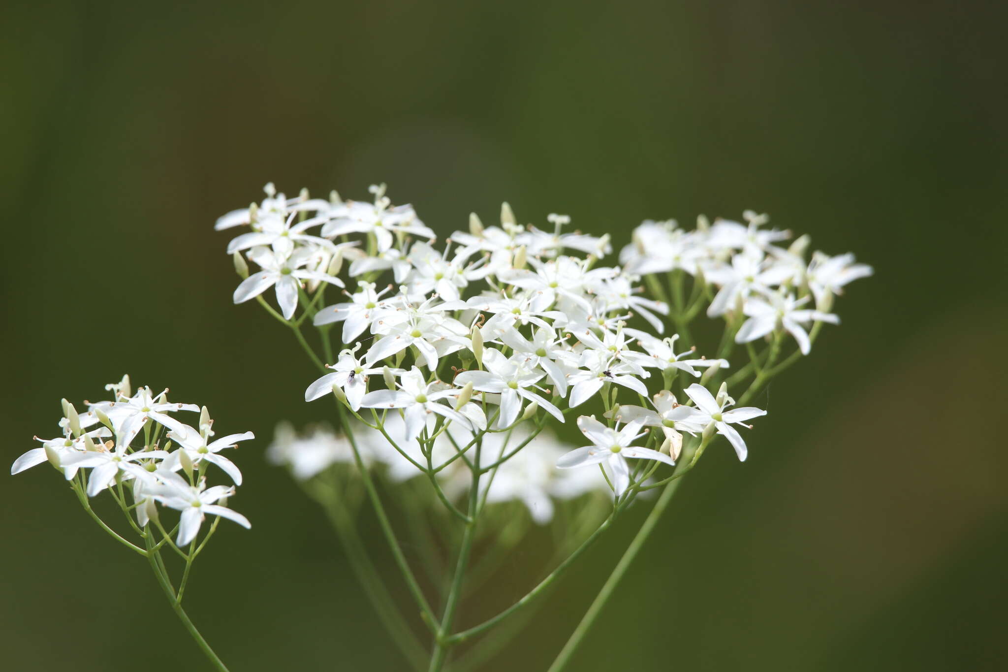 <i>Sabatia <i>macrophylla</i></i> var. macrophylla resmi