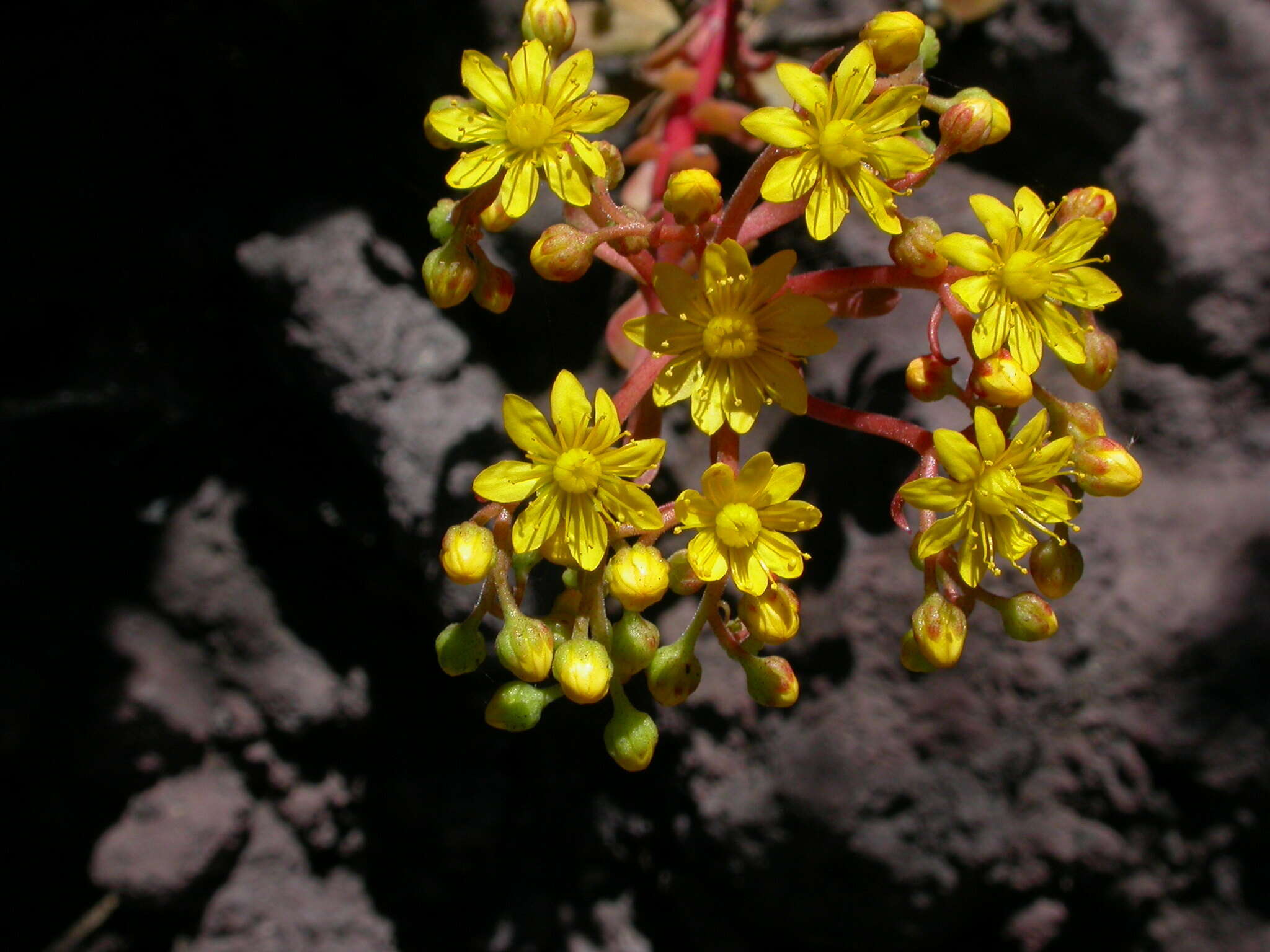 Image of Aeonium spathulatum (Hornem.) Praeger