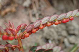 Image of Phyllanthus urinaria subsp. urinaria