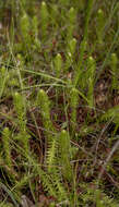 Image of clubmoss