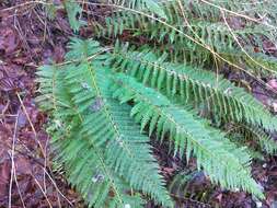 Image of hard shield-fern