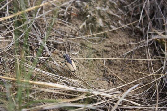 Image of Cicindela (Cicindela) formosa gibsoni Brown 1940