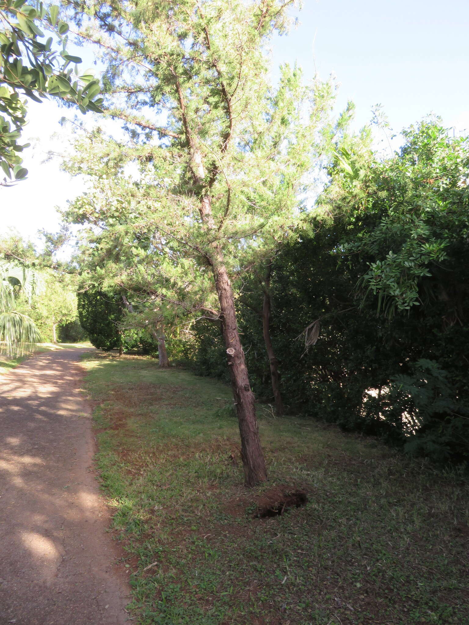 Image of Bermuda Cedar