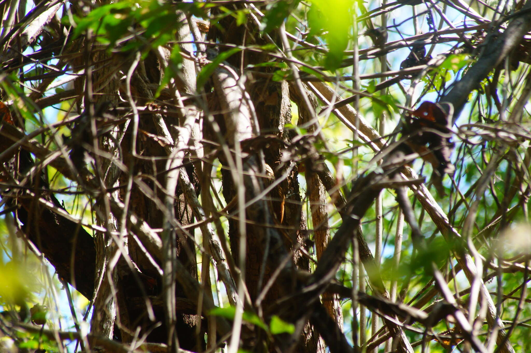 Image of Ivory-billed Woodcreeper