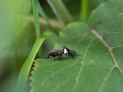 Слика од Platystoma seminationis (Fabricius 1775)