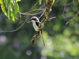 Image of Mackinnon's Shrike