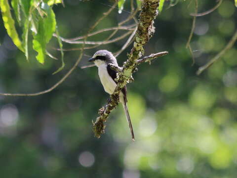 Image of Mackinnon's Shrike