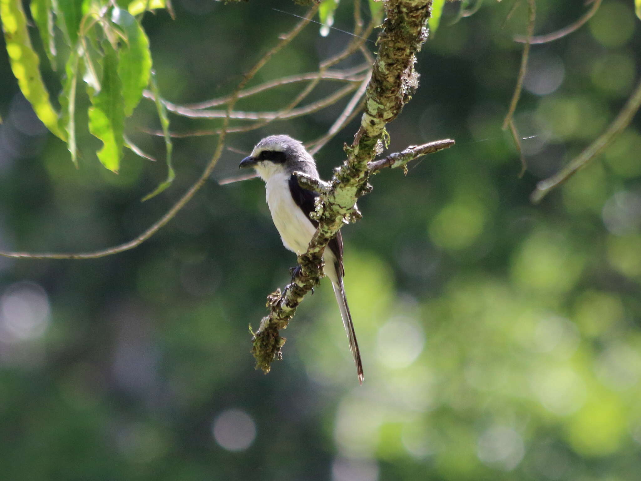 Image of Mackinnon's Shrike