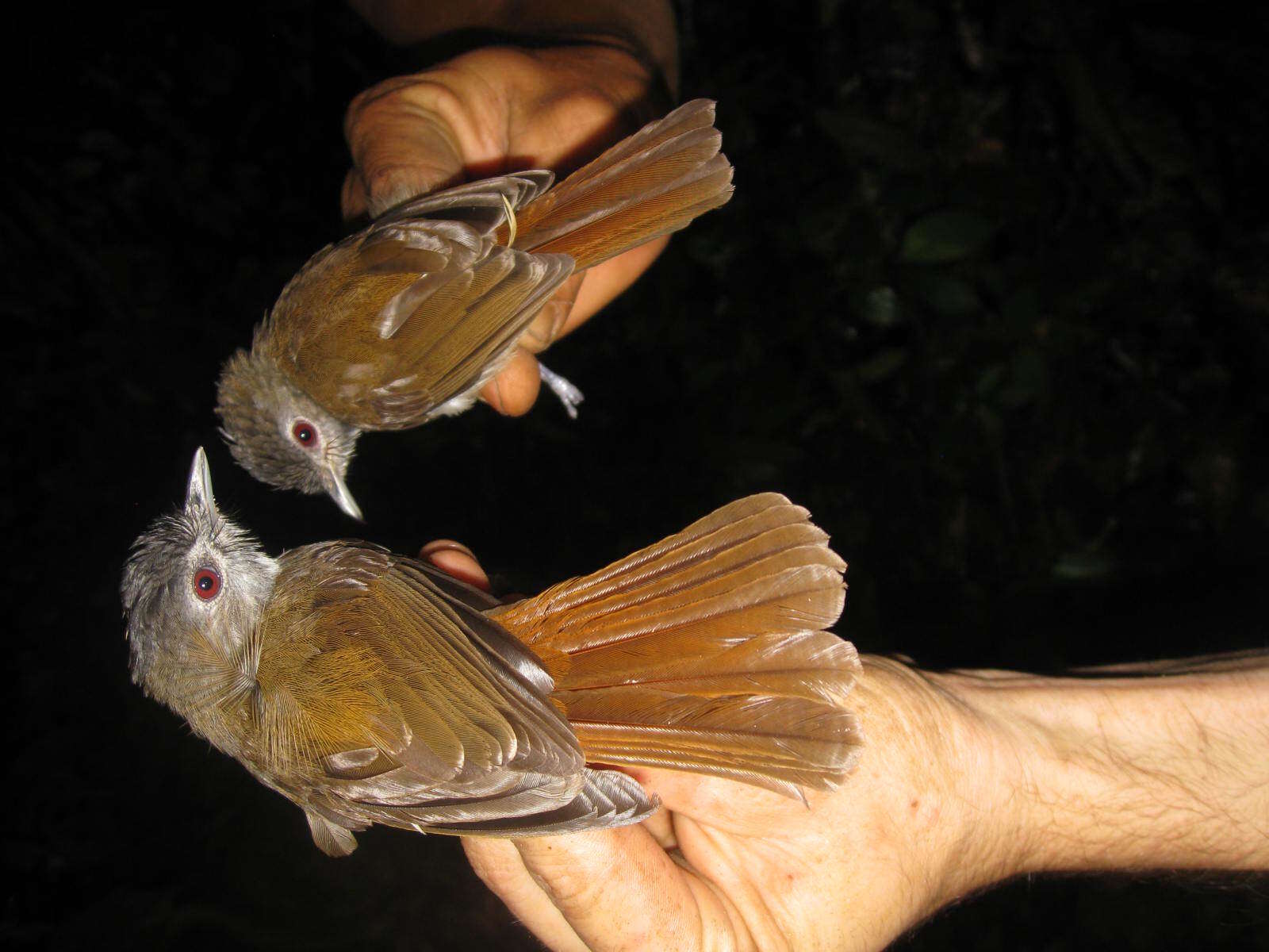 Image of Sooty-capped Babbler