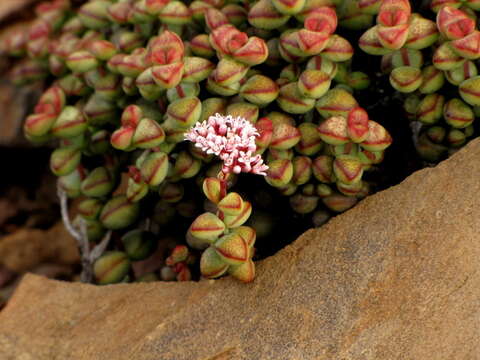 Image of Crassula rupestris subsp. rupestris