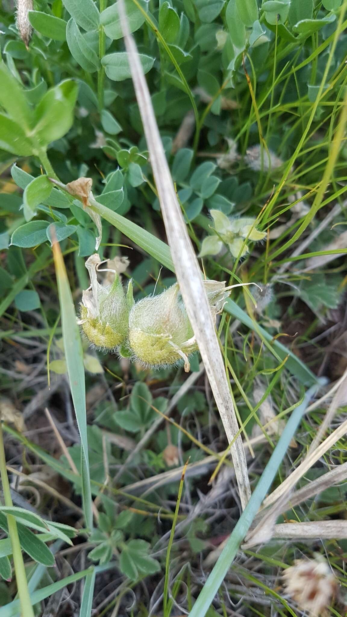 Image of Oxytropis caespitosa (Pall.) Pers.