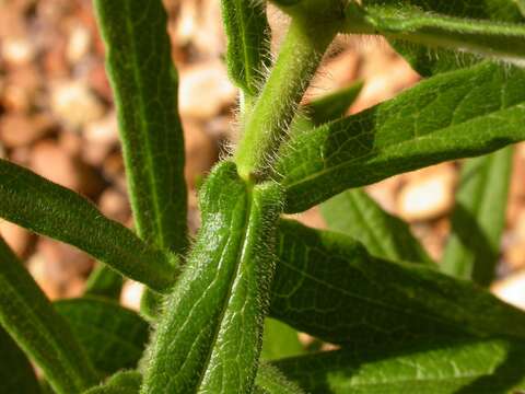 Imagem de Asclepias tuberosa subsp. tuberosa