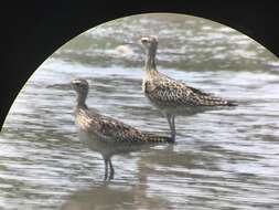 Image of Little Curlew