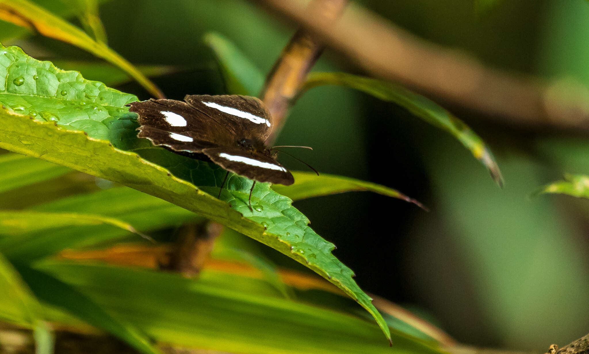 Image of Pedaliodes phaedra Hewitson 1870