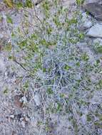 صورة Ruellia californica subsp. peninsularis (Rose) T. F. Daniel