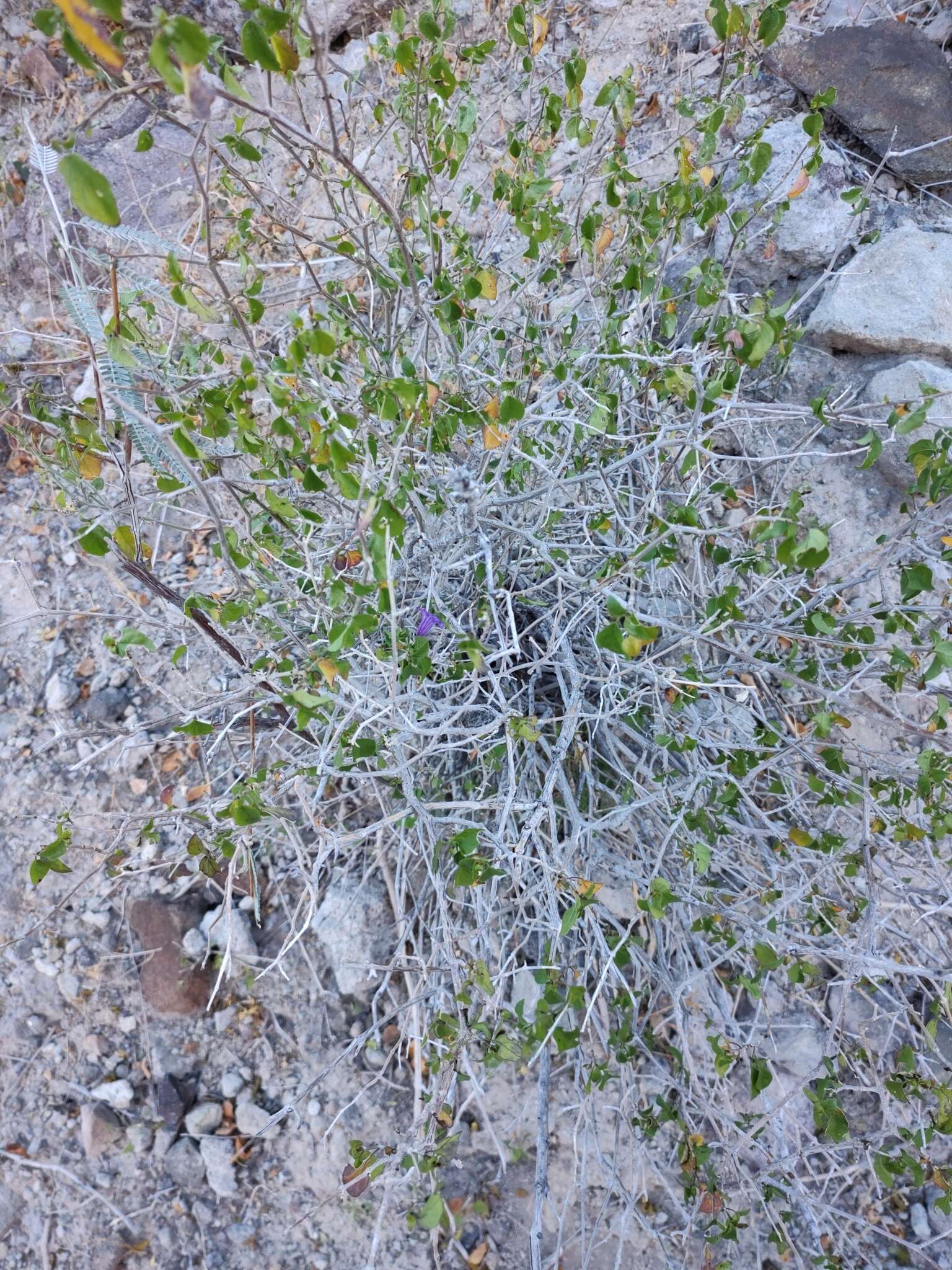 Plancia ëd Ruellia californica subsp. peninsularis (Rose) T. F. Daniel