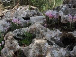 Слика од Colchicum stevenii Kunth