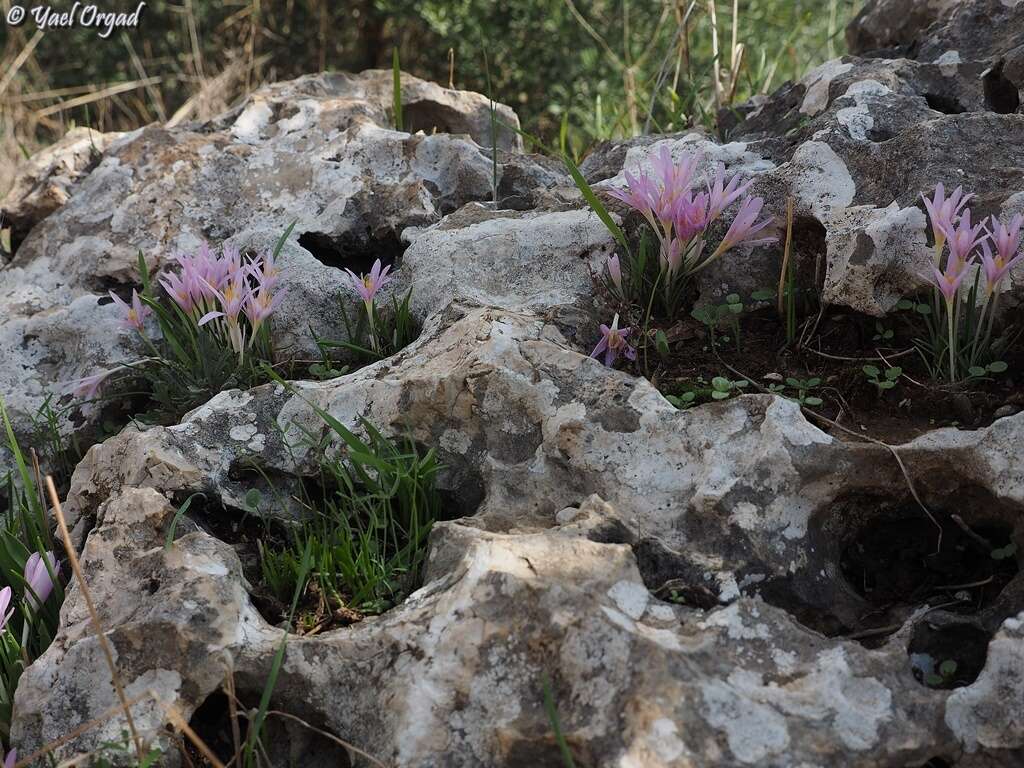 Image of Colchicum stevenii Kunth