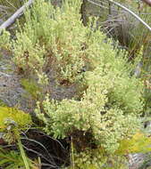 Image of Erica serrata Thunb.