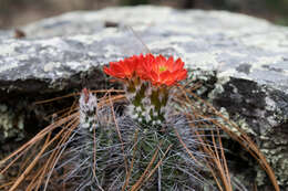 Image de Echinocereus polyacanthus Engelm.