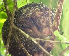 Image of Andean porcupine