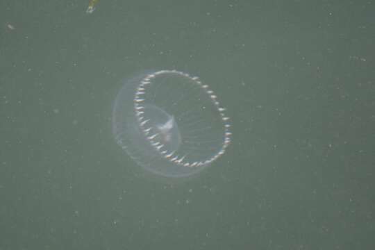 Image of crystal jelly