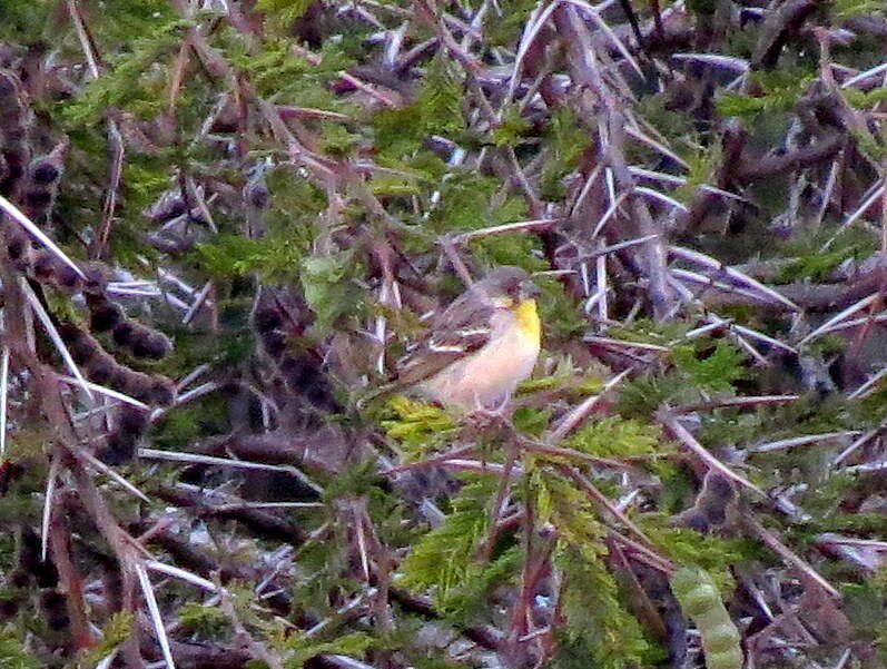 Image of Lemon-breasted Canary