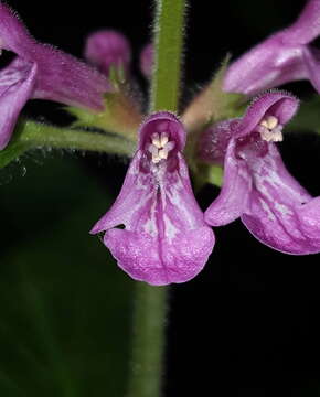 Imagem de Stachys mexicana Benth.