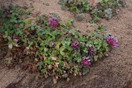 Imagem de Trifolium wormskioldii Lehm.