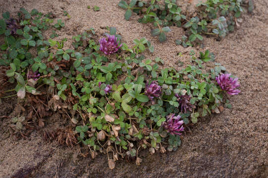 Sivun Trifolium wormskioldii Lehm. kuva