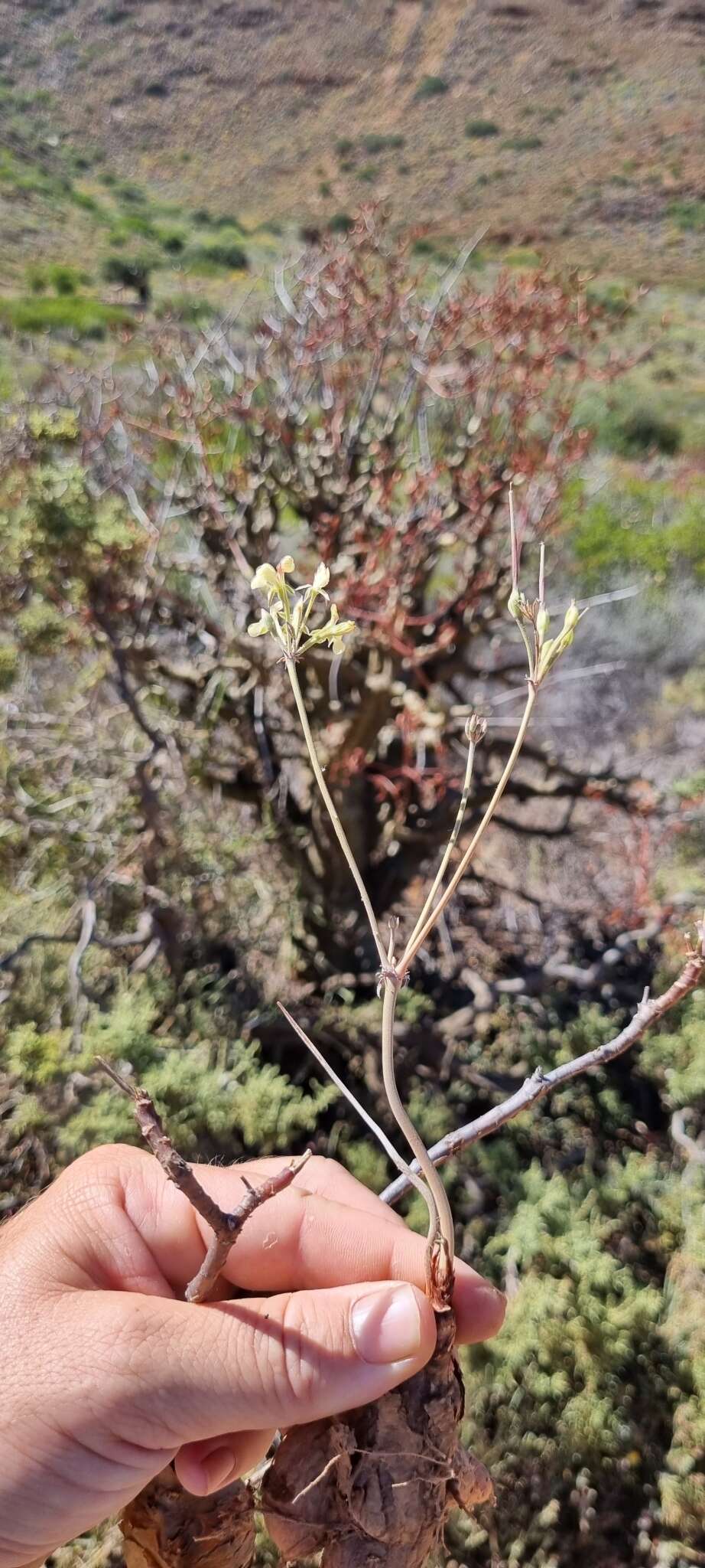 Image of Pelargonium luteolum N. E. Brown