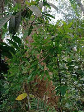 Image of maidenhair creeper