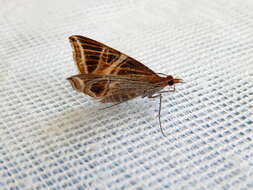 Image of Phrataria transcissata Walker 1862