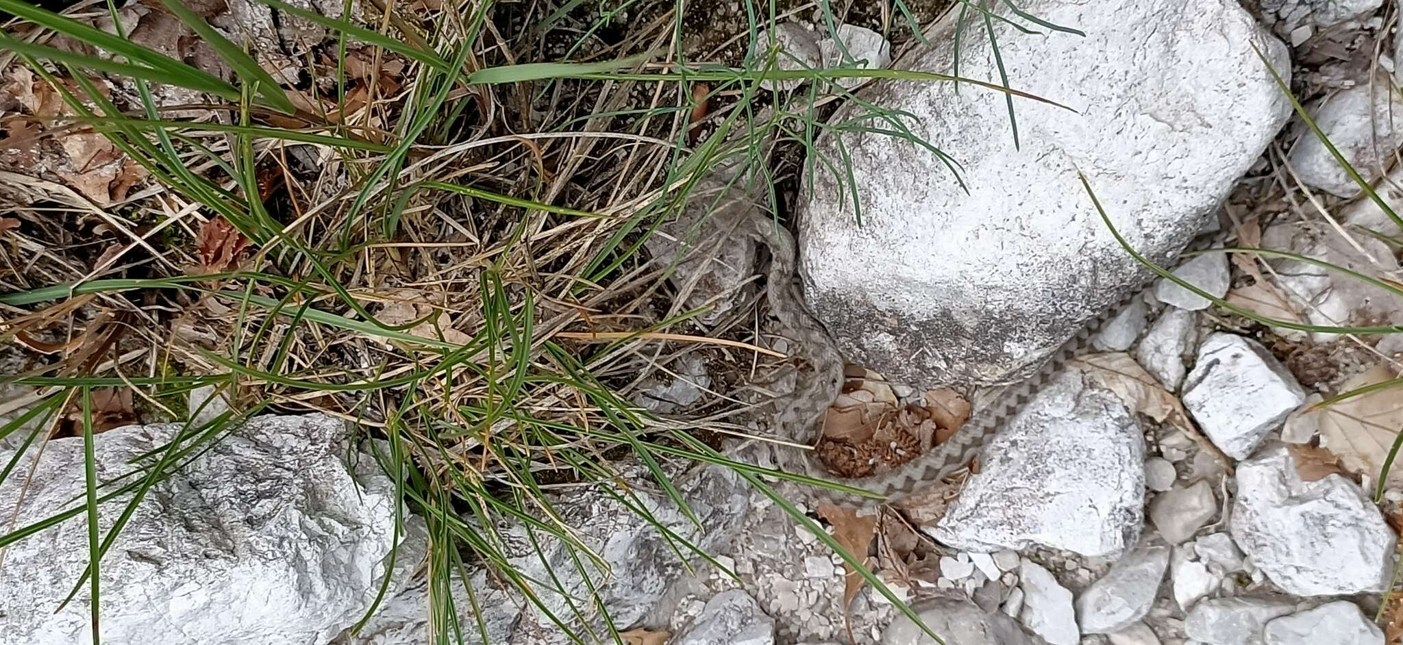 Image of Vipera ammodytes ammodytes (Linnaeus 1758)