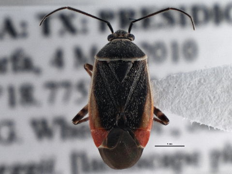 Image of <i>Polymerus americanus</i> (Reuter 1876)