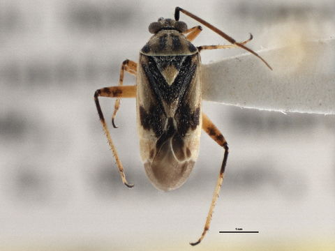 Image of <i>Polymerus balli</i> Knight 1925