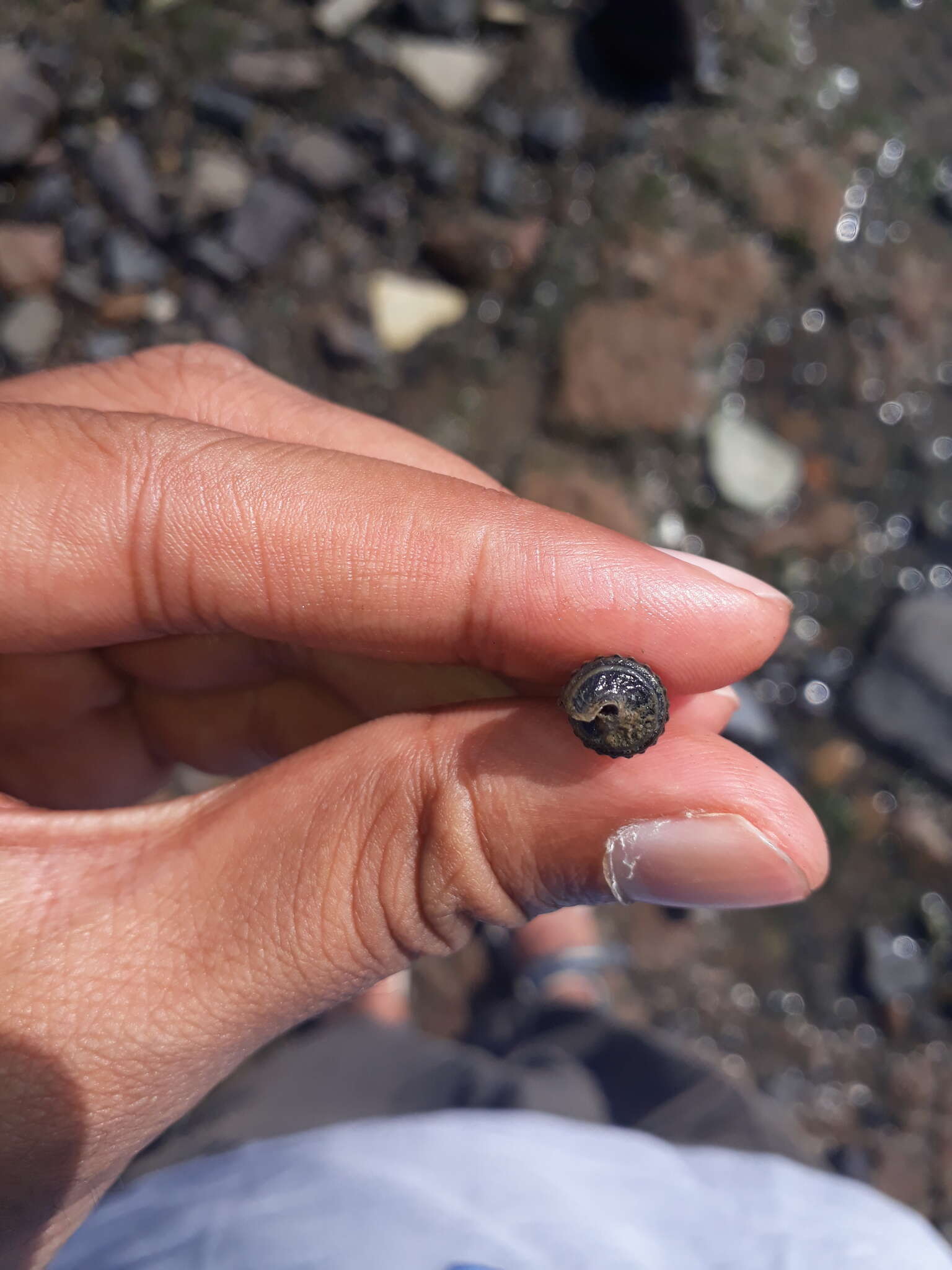 Image of girdled horn shell