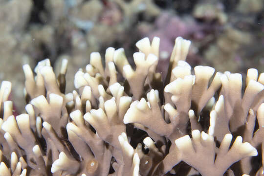 Image of Fire coral