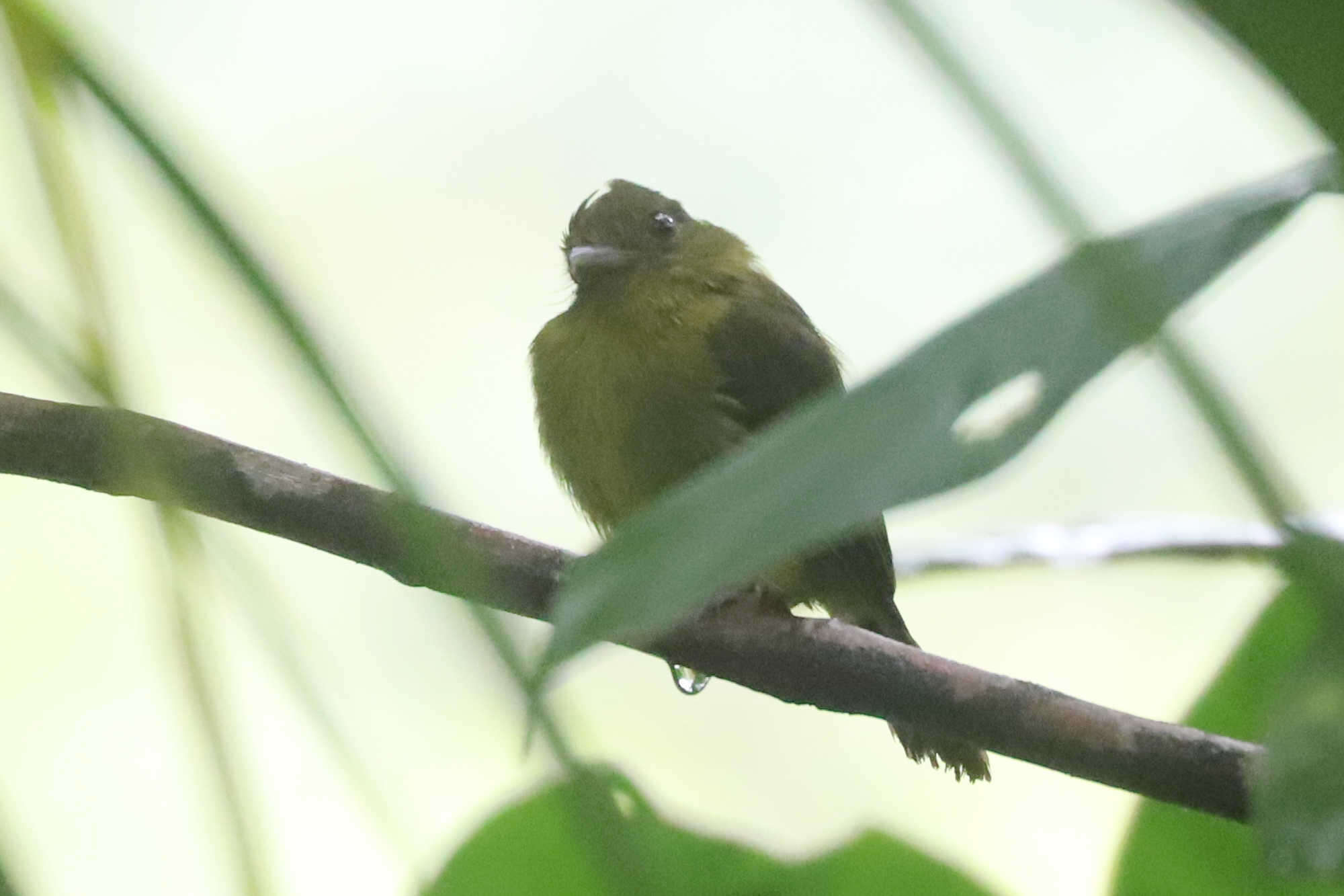 Image of Sapayoidae