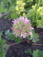 Image of rose scented geranium