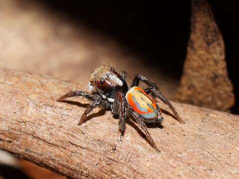 Image of Peacock spider