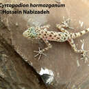 Plancia ëd Cyrtopodion hormozganum Nazarov, Bondarenko & Radjabizadeh 2012