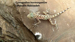 Imagem de Cyrtopodion hormozganum Nazarov, Bondarenko & Radjabizadeh 2012