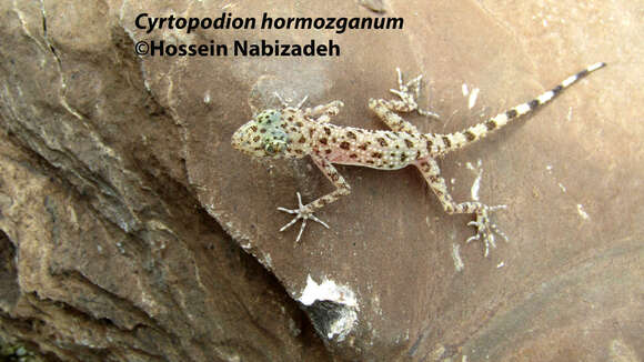 Imagem de Cyrtopodion hormozganum Nazarov, Bondarenko & Radjabizadeh 2012