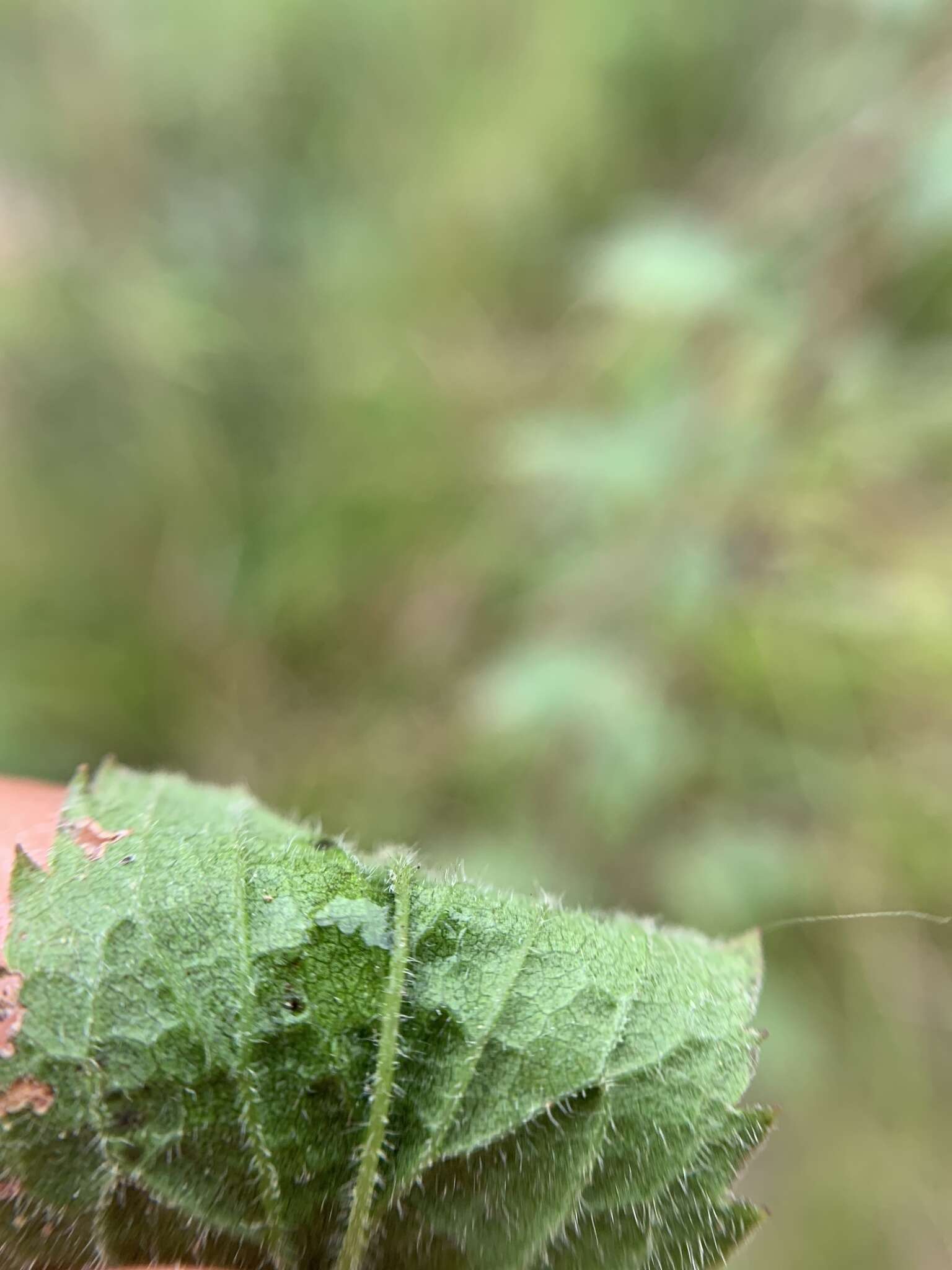 Image of wrinkleleaf goldenrod