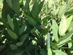 Image of Indian-hemp